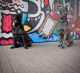 Cane Corso Puppies for sale in Kansas City, MO, USA. price: $3,800