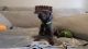 Cane Corso Puppies for sale in Inverness, FL 34451, USA. price: $2,000