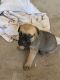 Cane Corso Puppies for sale in Charlotte, NC, USA. price: $2,000