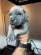 Cane Corso Puppies for sale in Corona, CA, USA. price: $1,000