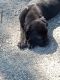Cane Corso Puppies for sale in Augusta, GA 30909, USA. price: $450