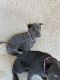 Cane Corso Puppies for sale in 4239 Maple St, Chino, CA 91710, USA. price: NA