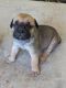 Cane Corso Puppies for sale in Charlotte, NC, USA. price: $1,800