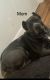 Cane Corso Puppies for sale in Mint Hill, NC, USA. price: $800
