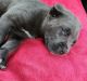 Cane Corso Puppies for sale in Jamaica, NY 11429, USA. price: NA