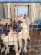 Cane Corso Puppies for sale in Olive Branch, MS 38654, USA. price: $750