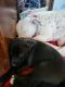 Cane Corso Puppies for sale in Willits, CA 95490, USA. price: $300