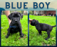 Cane Corso Puppies for sale in Woodland, WA 98674, USA. price: $800