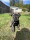 Cane Corso Puppies for sale in Olympia, WA, USA. price: $1,100