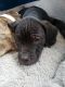 Cane Corso Puppies for sale in Greenwich, OH 44837, USA. price: $300