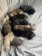 Cane Corso Puppies for sale in West Point, CA 95255, USA. price: $200,000