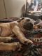 Cane Corso Puppies for sale in Eagle Rock, VA 24085, USA. price: $1,200