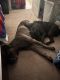 Cane Corso Puppies for sale in Overland Park, KS, USA. price: $1,250
