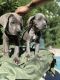 Cane Corso Puppies for sale in Las Vegas, NV, USA. price: $800