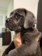 Cane Corso Puppies for sale in Inverness, FL 34451, USA. price: $1,500
