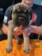 Cane Corso Puppies for sale in Corona, CA 92883, USA. price: $1,400