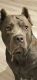 Cane Corso Puppies for sale in St. Augustine, FL 32092, USA. price: $3,000