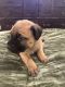 Cane Corso Puppies for sale in San Antonio, TX, USA. price: $2,500