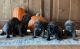 Cane Corso Puppies for sale in Berea, KY, USA. price: $2,000