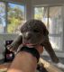 Cane Corso Puppies for sale in Riverside, CA, USA. price: $2,300