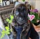Cane Corso Puppies for sale in Los Angeles, CA, USA. price: $400