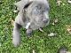 Cane Corso Puppies for sale in Oxford, PA 19363, USA. price: $750