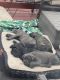 Cane Corso Puppies for sale in 2709 Duane Ave, Bellevue, NE 68123, USA. price: $2,500
