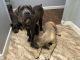 Cane Corso Puppies for sale in Castro Valley, CA 94546, USA. price: $800