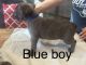 Cane Corso Puppies for sale in Lubbock, TX, USA. price: $1,200