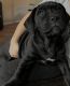 Cane Corso Puppies for sale in Eugene, OR 97405, USA. price: $1,500
