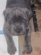 Cane Corso Puppies for sale in San Diego, CA, USA. price: $950