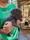 Cane Corso Puppies for sale in Selmer, TN 38375, USA. price: $950