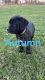 Cane Corso Puppies for sale in Atwater, OH 44201, USA. price: $800