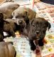 Cane Corso Puppies for sale in Nunica, MI 49448, USA. price: $900