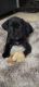 Cane Corso Puppies for sale in Collegeville, PA 19426, USA. price: $1,500