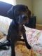 Cane Corso Puppies for sale in Greenwich, OH 44837, USA. price: $300