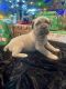 Cane Corso Puppies for sale in Menifee, California. price: $1,000