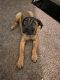 Cane Corso Puppies for sale in Baltimore, Maryland. price: $700