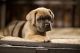 Cane Corso Puppies for sale in Blanchardville, Wisconsin. price: $1,500