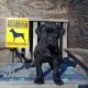 Cane Corso Puppies for sale in Lindsay, California. price: $2,500