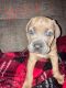 Cane Corso Puppies for sale in Elmira, New York. price: $500