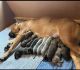 Cane Corso Puppies for sale in Grant, FL 32949, USA. price: $25,003,000