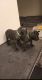 Cane Corso Puppies for sale in Davenport, Florida. price: $2,500