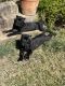 Cane Corso Puppies for sale in Moreno Valley, California. price: $1,800