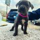 Cane Corso Puppies for sale in Dallas, Texas. price: $563