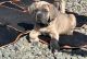 Cane Corso Puppies for sale in Mountain View, California. price: $3,500