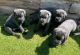 Cane Corso Puppies for sale in Kings Beach, California. price: $400