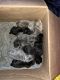 Cane Corso Puppies for sale in Albany, Louisiana. price: $3,000