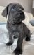 Cane Corso Puppies for sale in Northridge, California. price: $1,200
