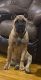Cane Corso Puppies for sale in Blytheville, Arkansas. price: $2,550